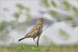 <p>STRNAD LUČNÍ (Emberiza calandra)</p>